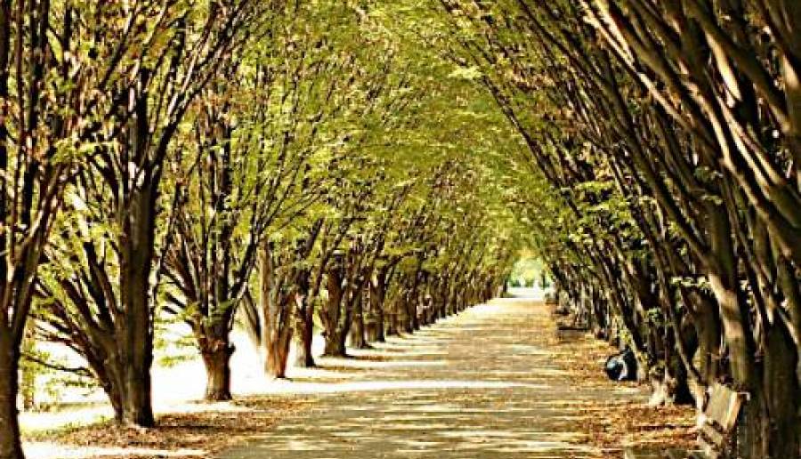 Progetti di riforestazione urbana Progetti di riforestazione urbana
