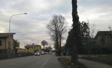 POTATURA DEI TIGLI SULLA SP 64 VIA CALLALTA NEL CENTRO DEL COMUNE DI PRAMAGGIORE