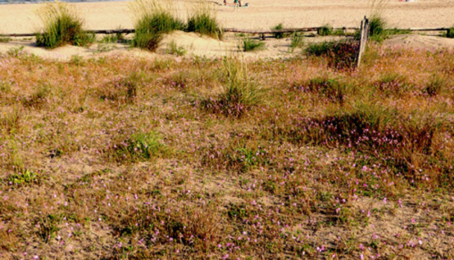 incontro sugli habitat dunali incontro sugli habitat dunali
